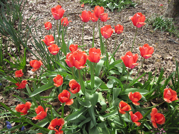 Tulips in full bloom